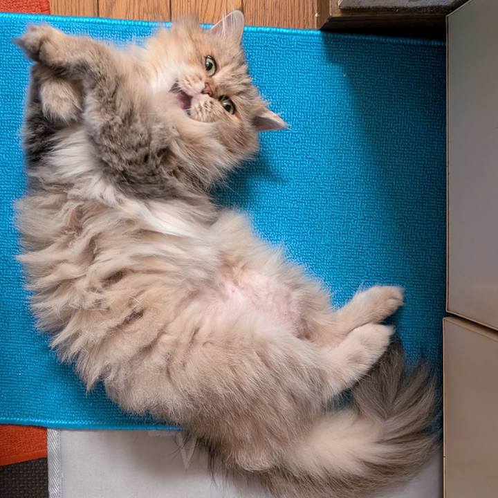 C249e9b4 cc13 4e61 937f e628ef69ea2c 1759528726081