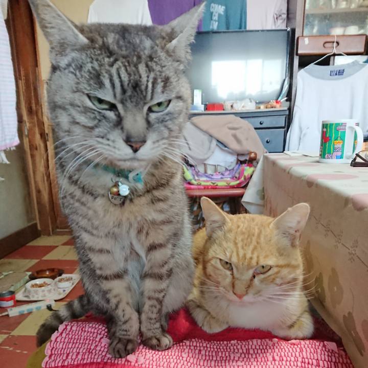 C24b464a e1d3 4612 be32 f1e4ba49c36f 1554534446951