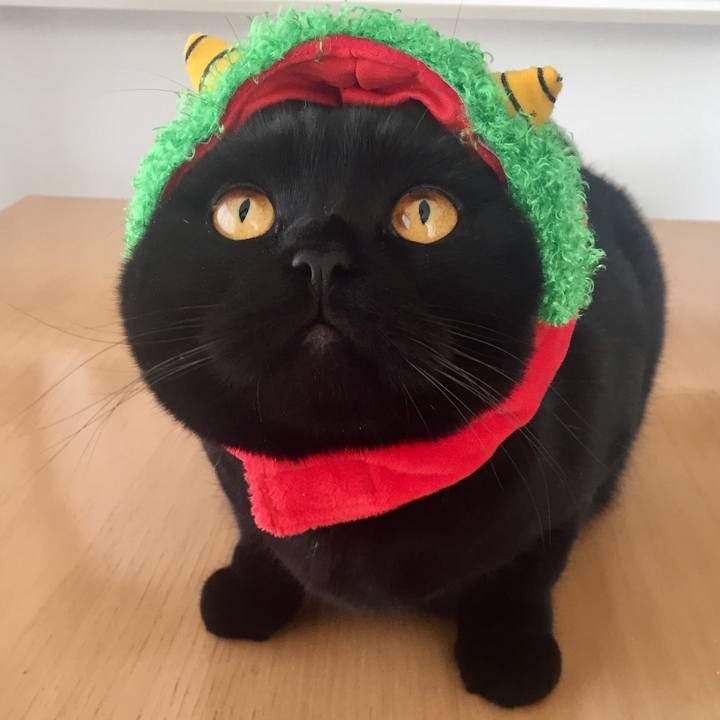 C24d543c f639 4dcf 8cf2 676ca2761e7a 1549149715242