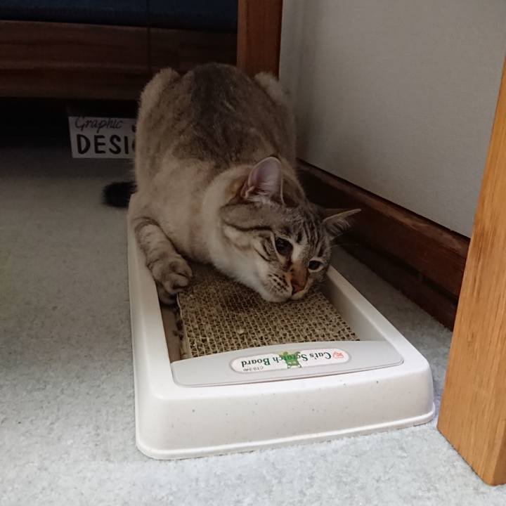 C250dae8 9f0e 436a b0fa 2af55adb2033 1560083533788