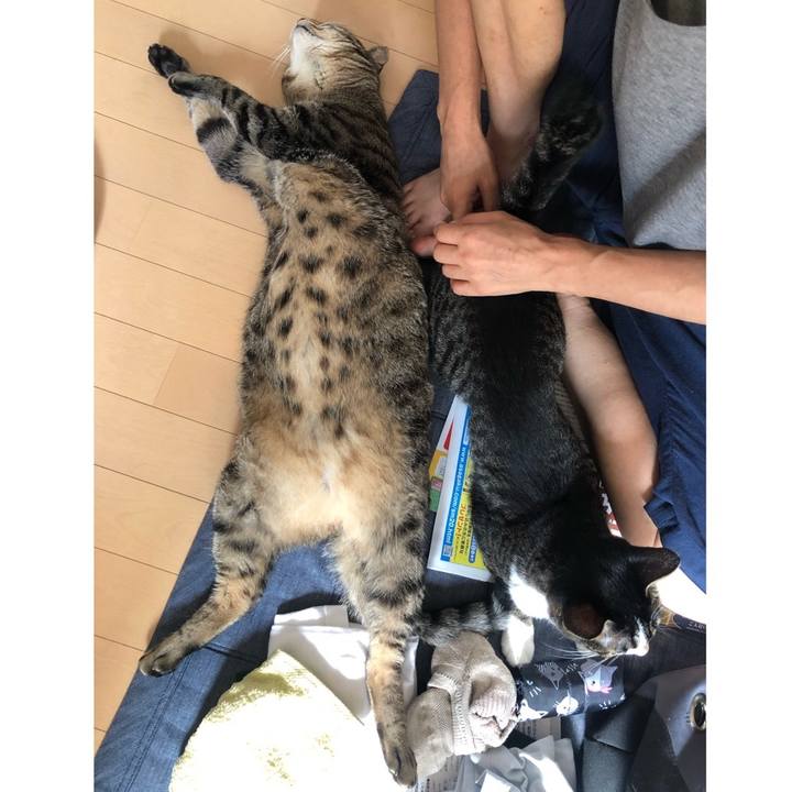 C255795a 66de 4585 a841 a7f54bee423d 1596595118028