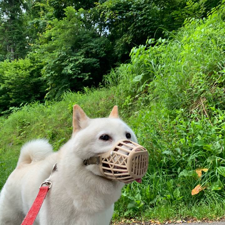 C2577669 4058 4f06 8655 02707093d514 1594758355218