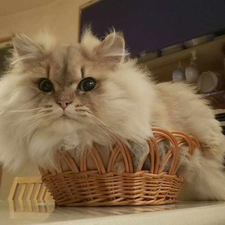 C25845a3 f344 4bd2 9f7b 2b9a76e8576e 1576703998402