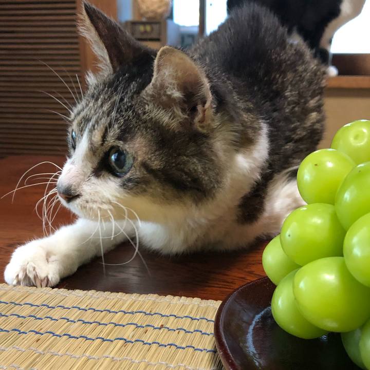 C259494a 4bf5 4d28 909e e850a76c8596 1598909824807