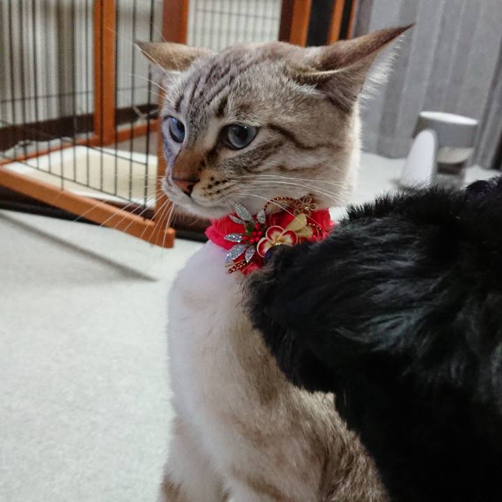 C25cfade 92b3 4d6b ad69 76d0db5e2b11 1515246112113