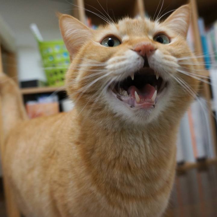 C262f10f dfba 44dd b093 96a285fd30c9 1759181832087