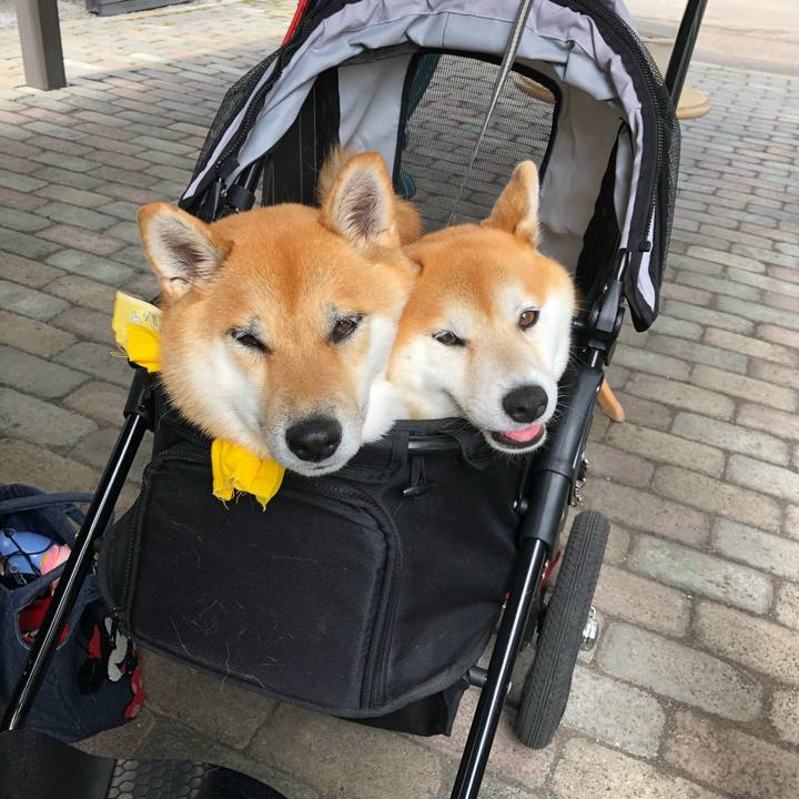 C2640585 f38f 4314 8b2e ecf1a40872c3 1564310990316