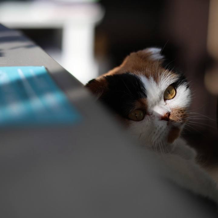 C266ded3 0ce5 418c b98b e97913f2a7ba 1709685817093