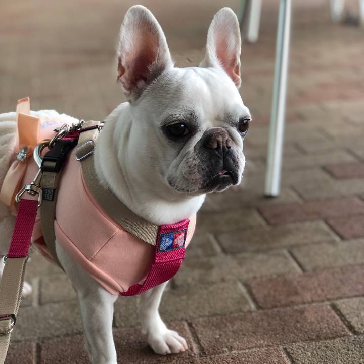 C26bba8b 552f 4d76 bb05 e4dc0d6296e5 1554012700609