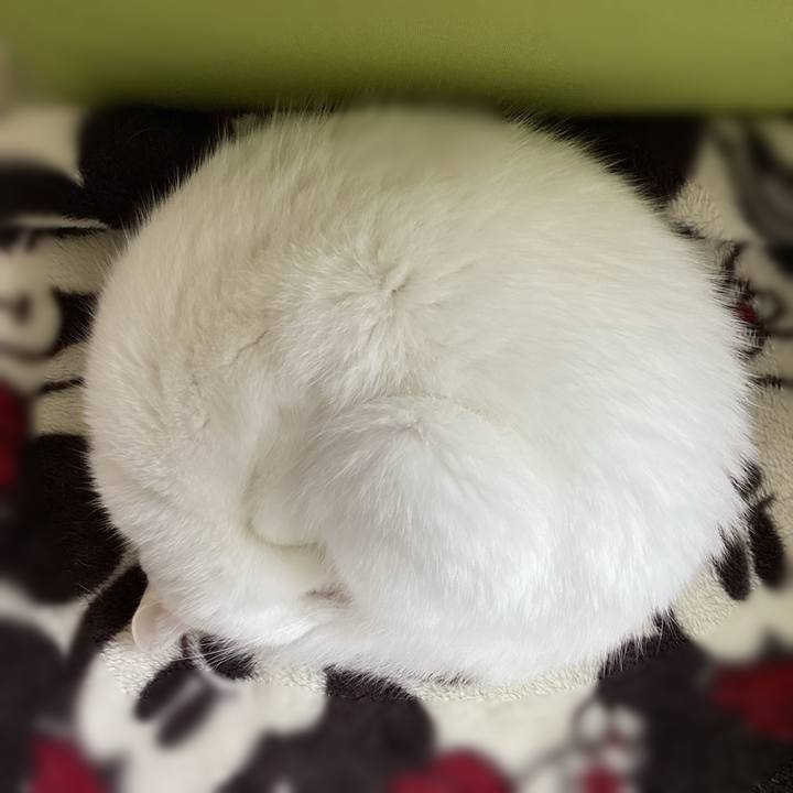 C270ecdc 2a87 4d4f a9e1 d9a6fd049948 1730677109985