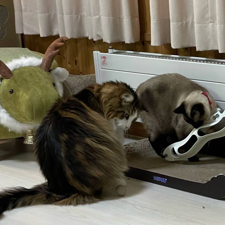 C273a1a0 390b 44d9 8d53 e1aac4457bc1 1740689654913