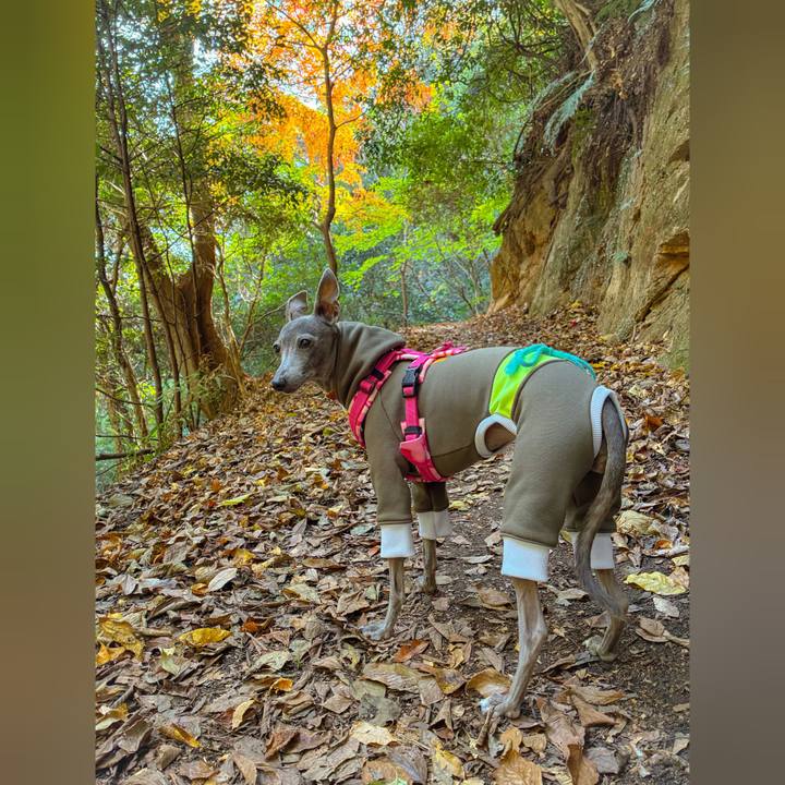 C2789414 5eb7 4049 bbf1 55c3e623c4da 1765094462221