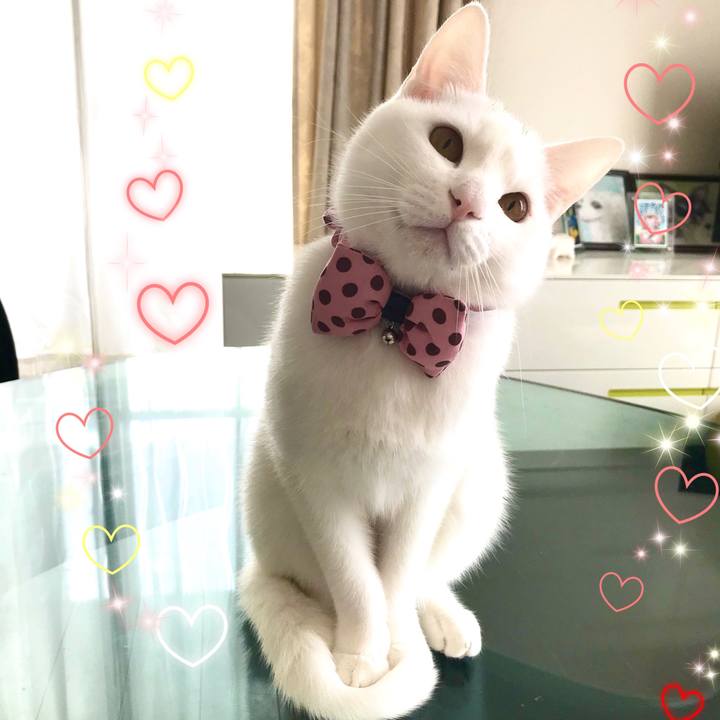 C2793994 3a4a 4f91 a0c5 54736d7b0e10 1582169930232