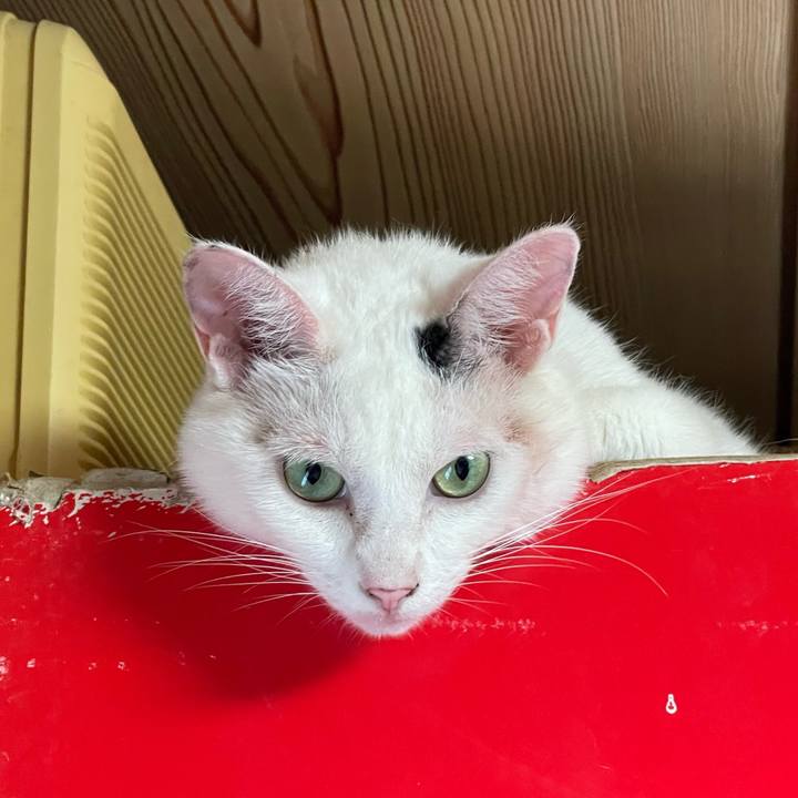 C27c172b 39ae 40c4 8efd bd98e593186d 1757902603210