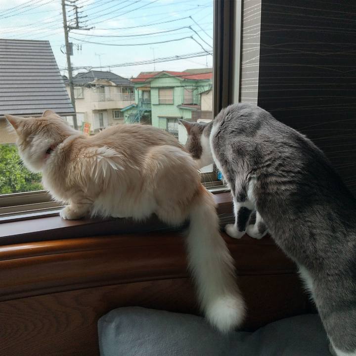 C27d82e1 a879 470b bdff 0dd151453292 1619333447185