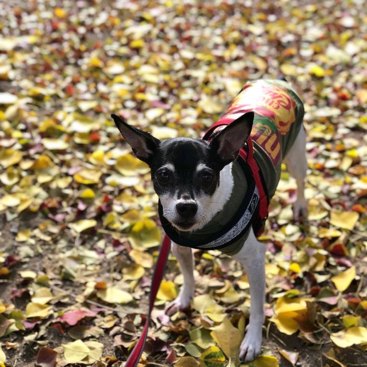 C27fa935 b4e8 47cf 8fc0 e4fb4db37998 1543915846888