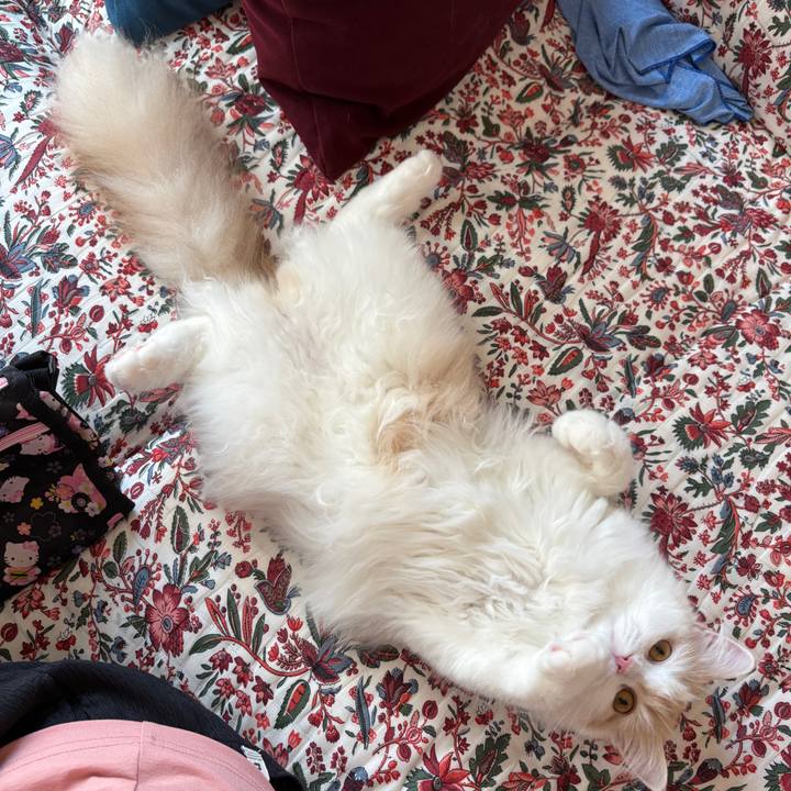 C281a960 5e46 41fb 86f7 ffa24eb4fb58 1755733407016