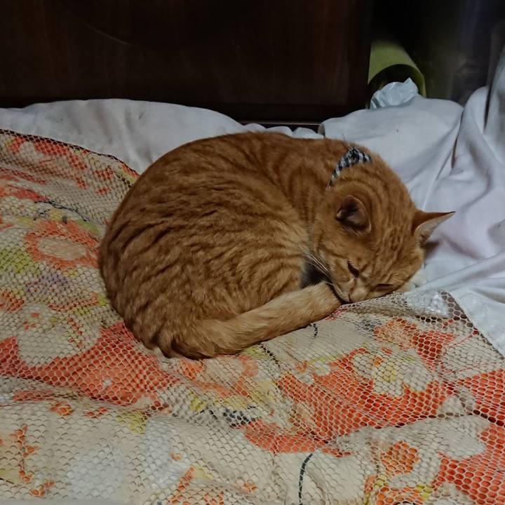 C2867a1b 8cea 489e 90a6 78c28d250707 1574079190574