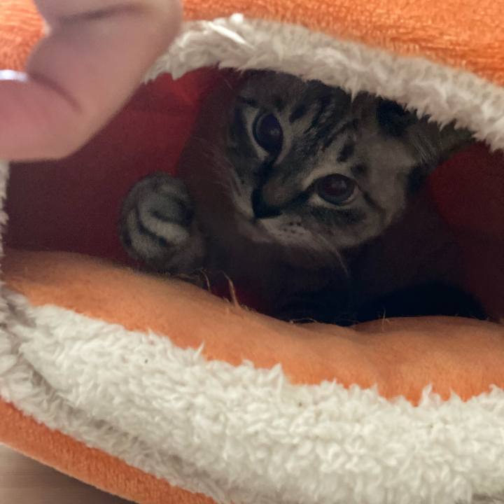 C288cf4a bdfa 46a7 b090 78e90392a638 1635637748867