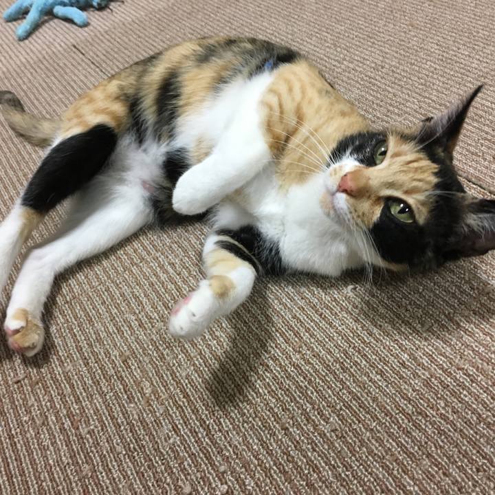 C2892c74 d3fe 4565 8293 43c703456bd9 1519561775327