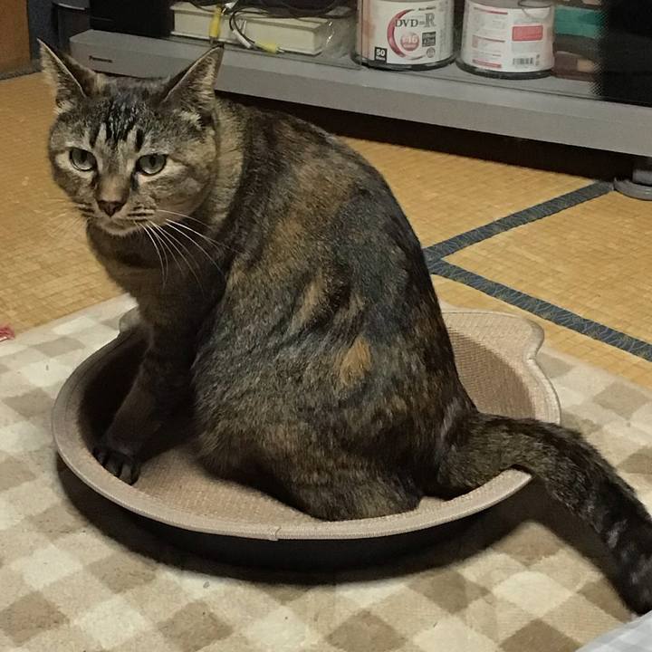 C28d6eb3 759b 49b6 84dc 794edb863b11 1730453404593