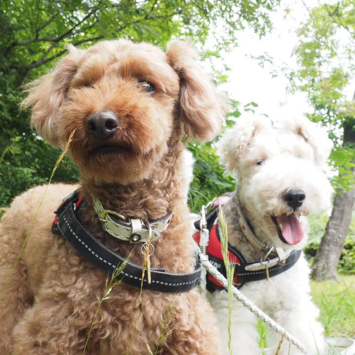 C2918f76 9630 4001 a2b9 b648ecc5f30f 1560743922356