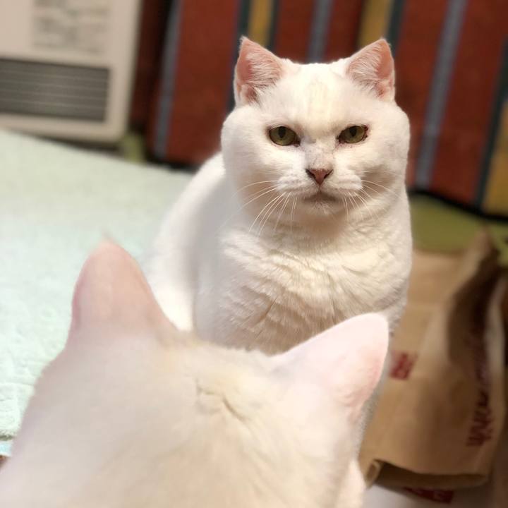 C2919ae5 3730 42d2 a75d 2247d02cd8ee 1539180021406