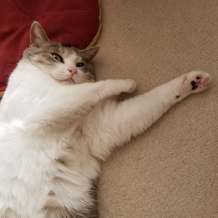 C292ec17 7a6a 4af3 a754 cea77899bdfb 1541988261671