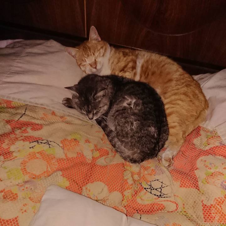 C292f86a 9283 42af 90b8 5aea2d1a210d 1584197652575