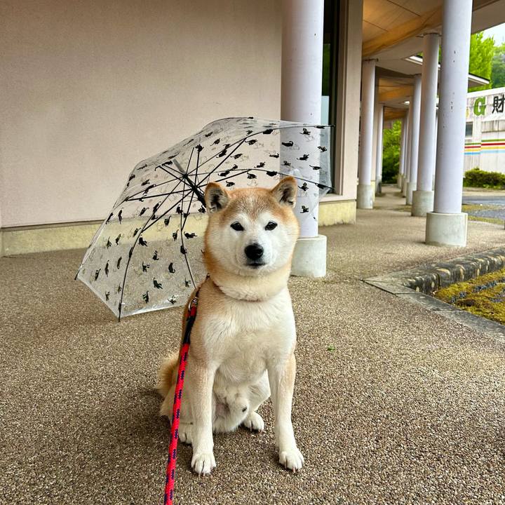 C295ab42 3e7e 4cac 8b50 920c36f4e71c 1746787395927