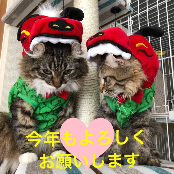 C295abe3 cc37 456b 8851 c13feb242a63 1546314776734