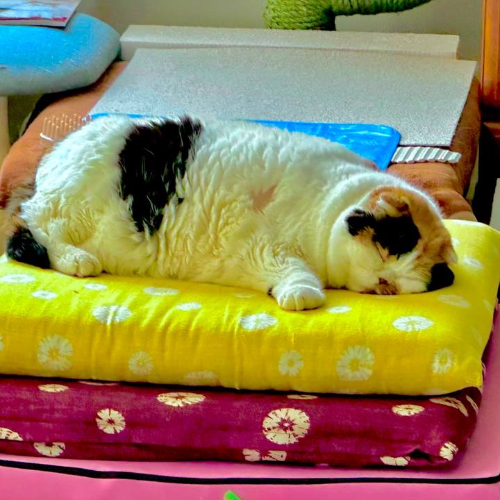 C2965621 a918 4ed2 95cf 515c85b98cbe 1728999017132