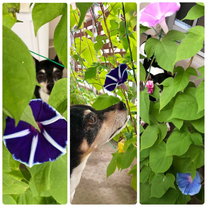 C29d38ab b9cb 4b97 8de8 a882e7a53bbf 1530320349663