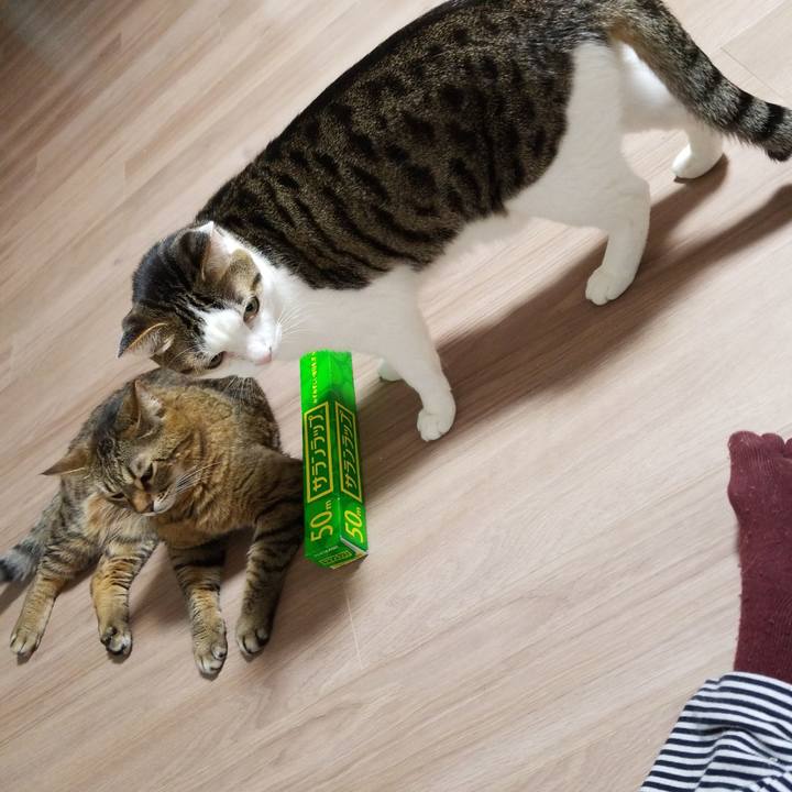 C29f54f8 4f73 46a5 a3ef a33d2a631520 1584967087636