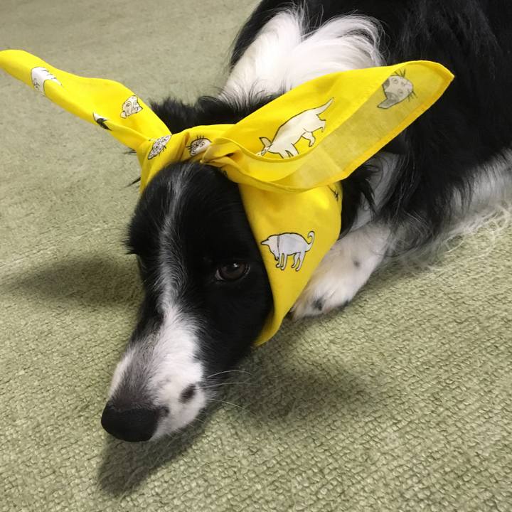 C2a2508a d2db 42d8 8ab4 19f160568406 1508043410307