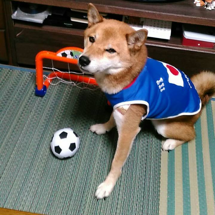 C2a25447 9118 4447 bf18 e998b18a50ba 1539347329633