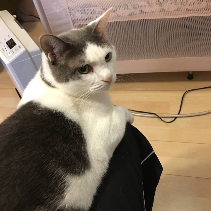 C2a28038 4257 4bdf 9bc6 470181d5054f 1511049748940