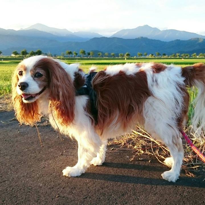 C2a2afb4 d376 40a6 9f41 7b51216658c7 1565730687317