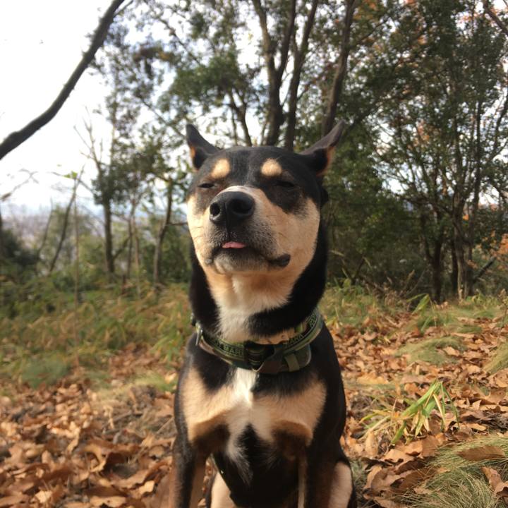 C2a429e2 8781 4792 94d7 7d48d0dc4ea3 1544838943048