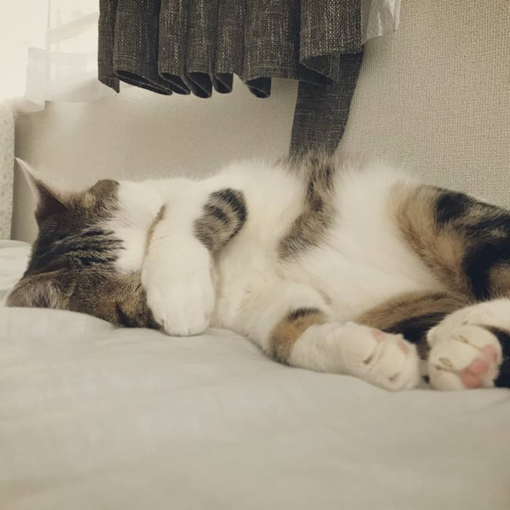 C2a52437 840f 40d3 ae2c 06cbd3bfed40 1532664459501