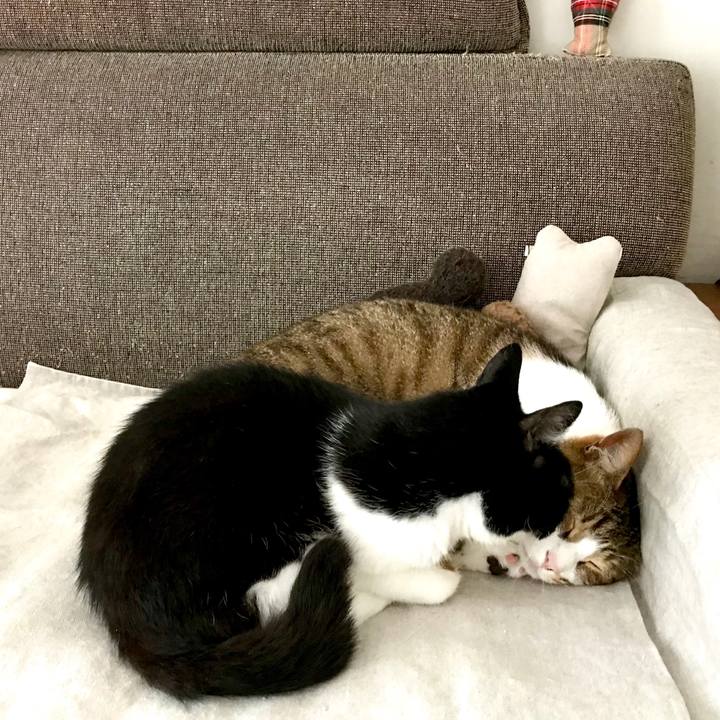 C2a770a3 3070 4c5b 9d9a 73f3e072381a 1528954147128