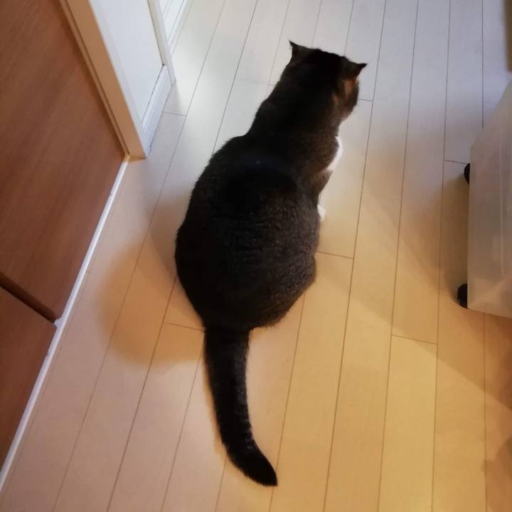 C2a80fbf 173c 47c4 92ee ecae81b7bf9c 1559054229410