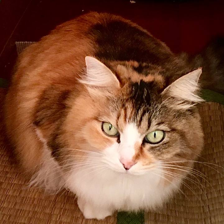 C2a9012e 10d7 4230 9ee1 4bd0ffbbf122 1575529833874