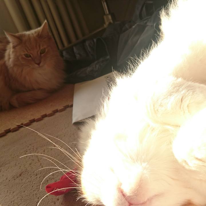 C2abe72a 7955 481c bb70 c5c59746c60c 1513578718261