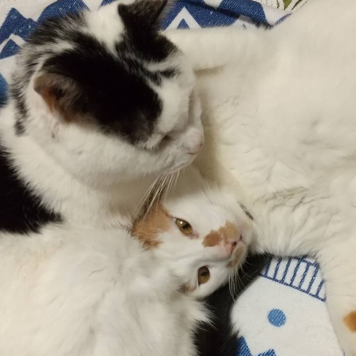 C2ac3e3b a68b 46f9 bec9 3eda1ea781cf 1764147818073