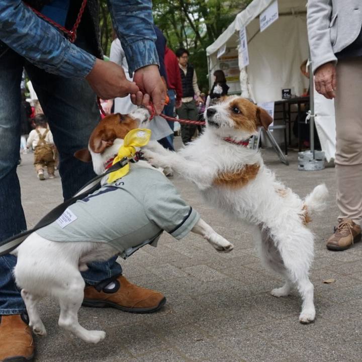 C2ade4d0 11ca 476c 9a5f cfc48852b4f8 1523705136987