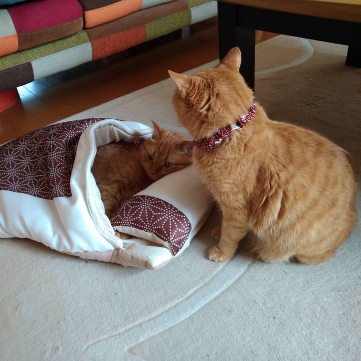 C2b83ff8 7f15 4da7 bde9 7bf6d78ff50d 1619084882782