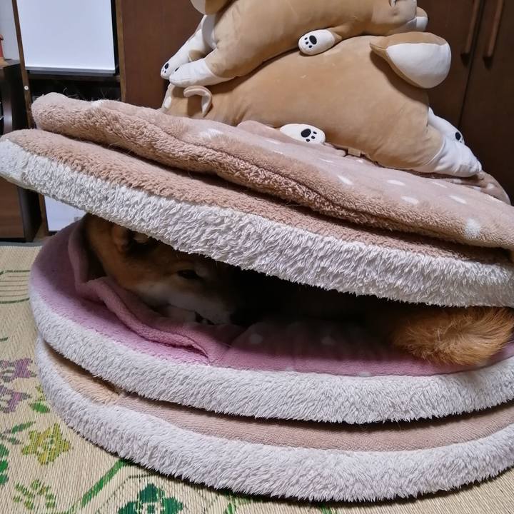 C2b866a8 3992 46e9 8ead 9eb335d982f2 1621337291299