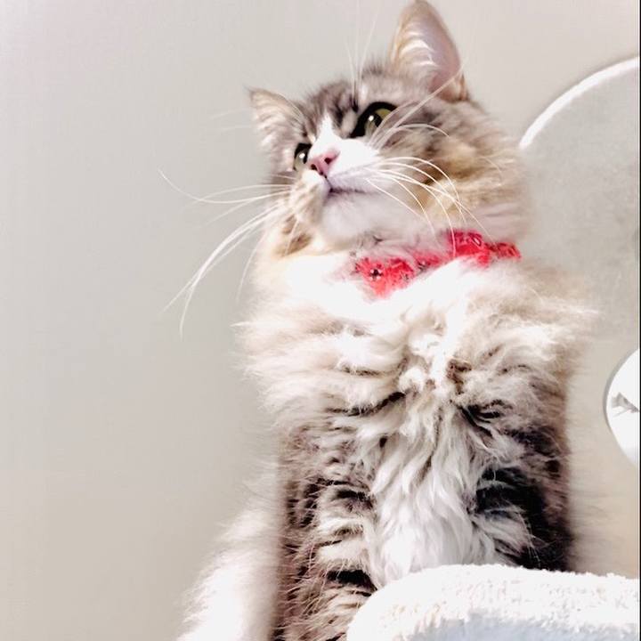 C2bd22fb cc8a 4fc1 b17a 70a19c9042eb 1589218904105