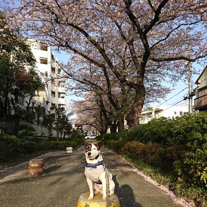 C2bd78e1 0c4c 4251 8418 12aa77d7cd1a 1522447087644